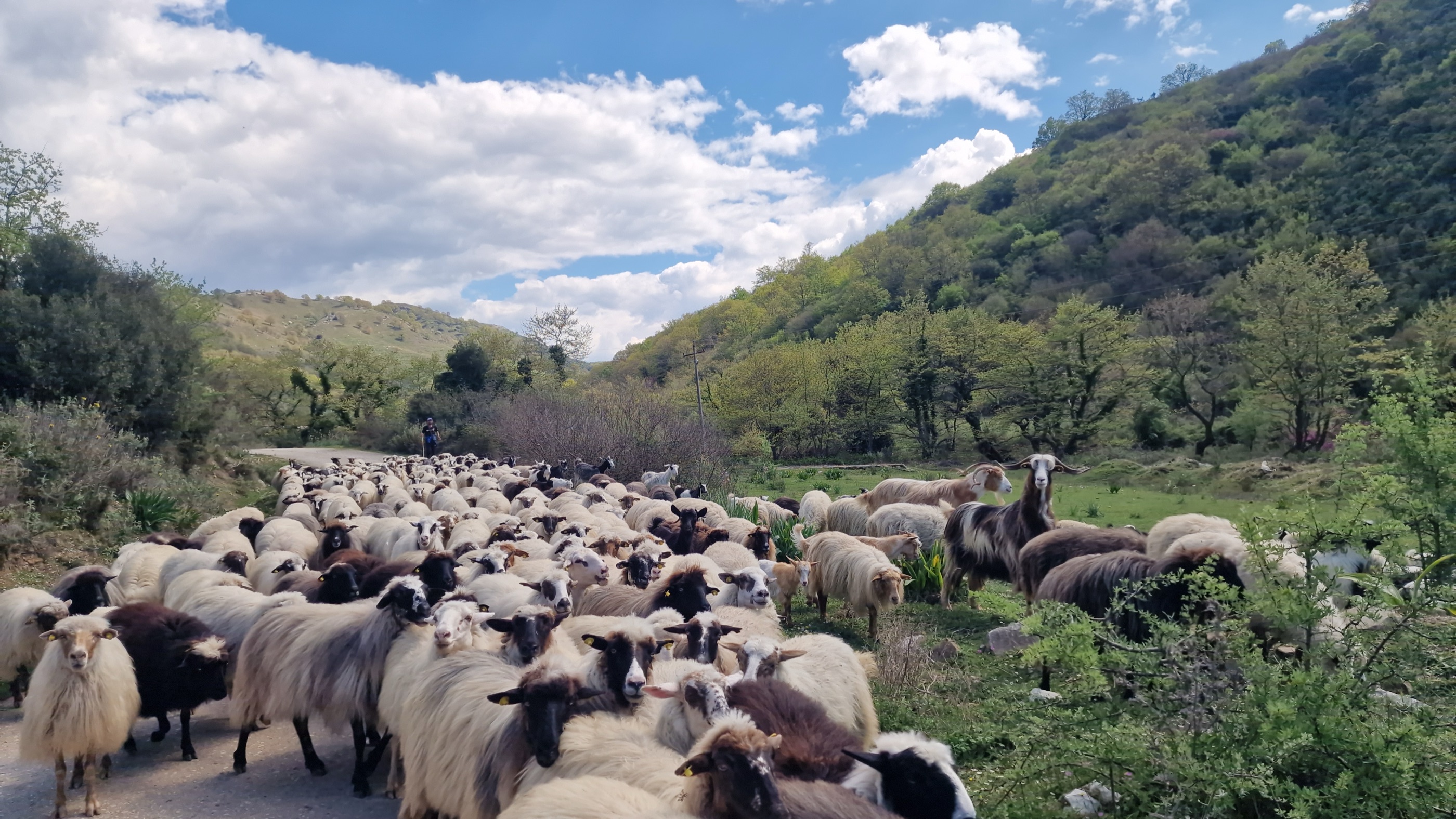 A flock of sheep moving along the Shepherd's Trail in Southern Albania