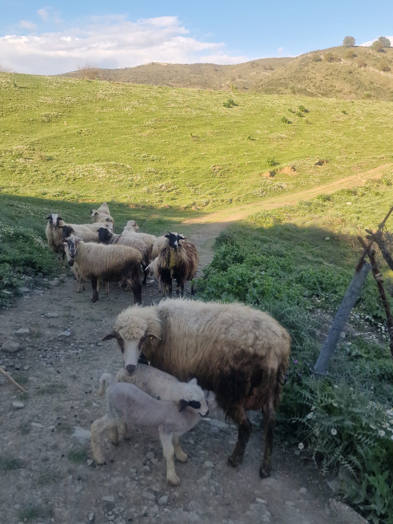 A flock grazing above Konispol