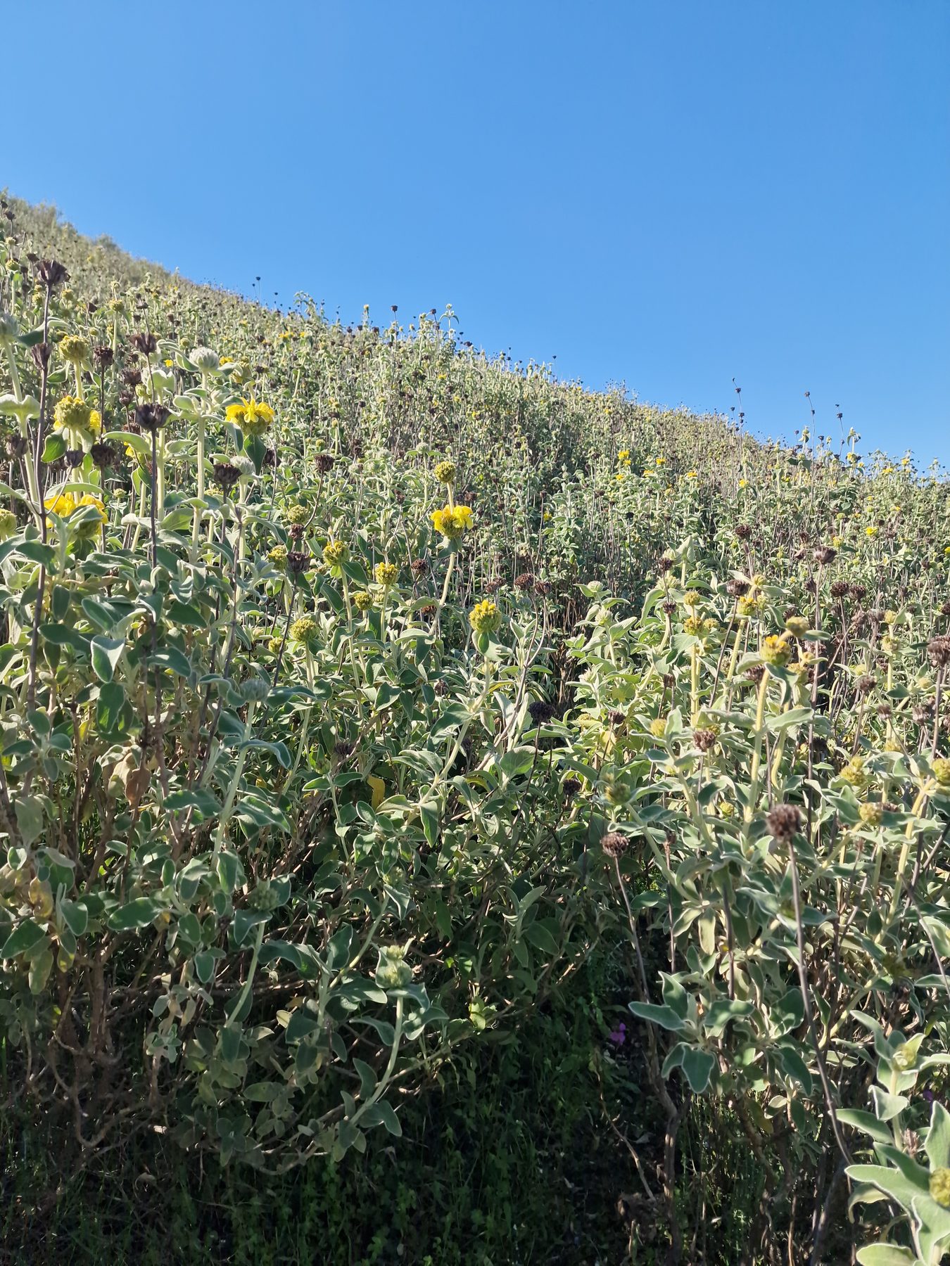 Spring wildflowers on the opening stage