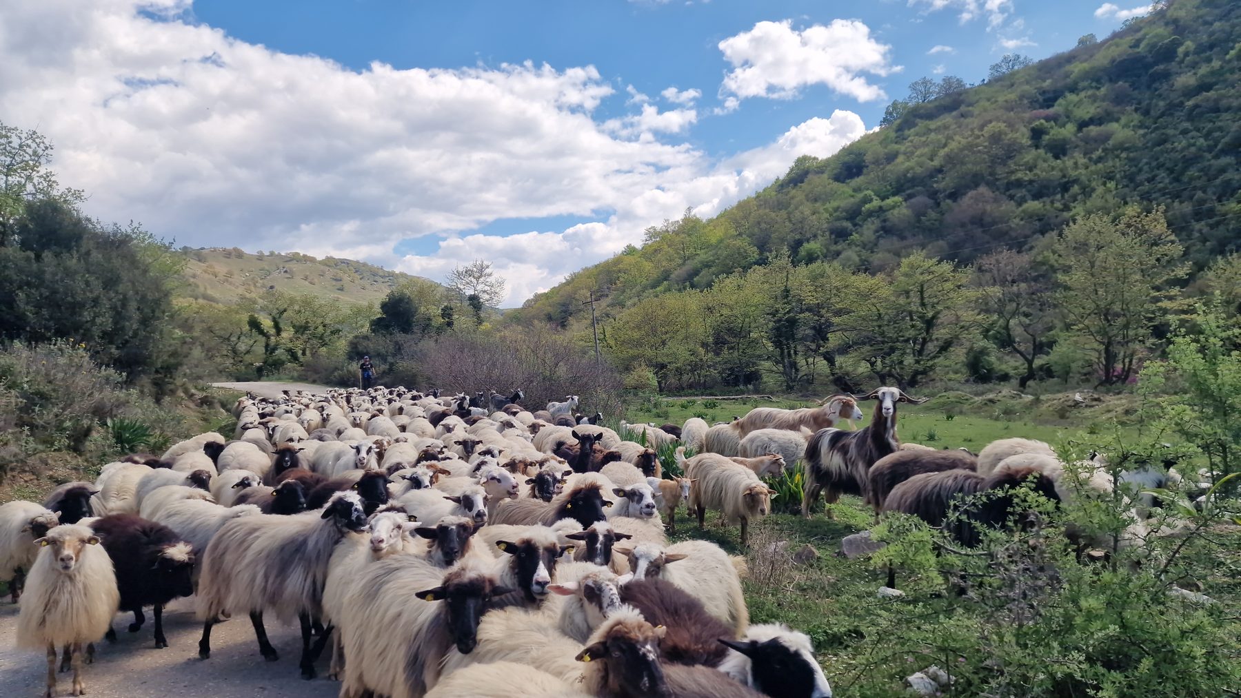 Shepherds driving their flock along the trail