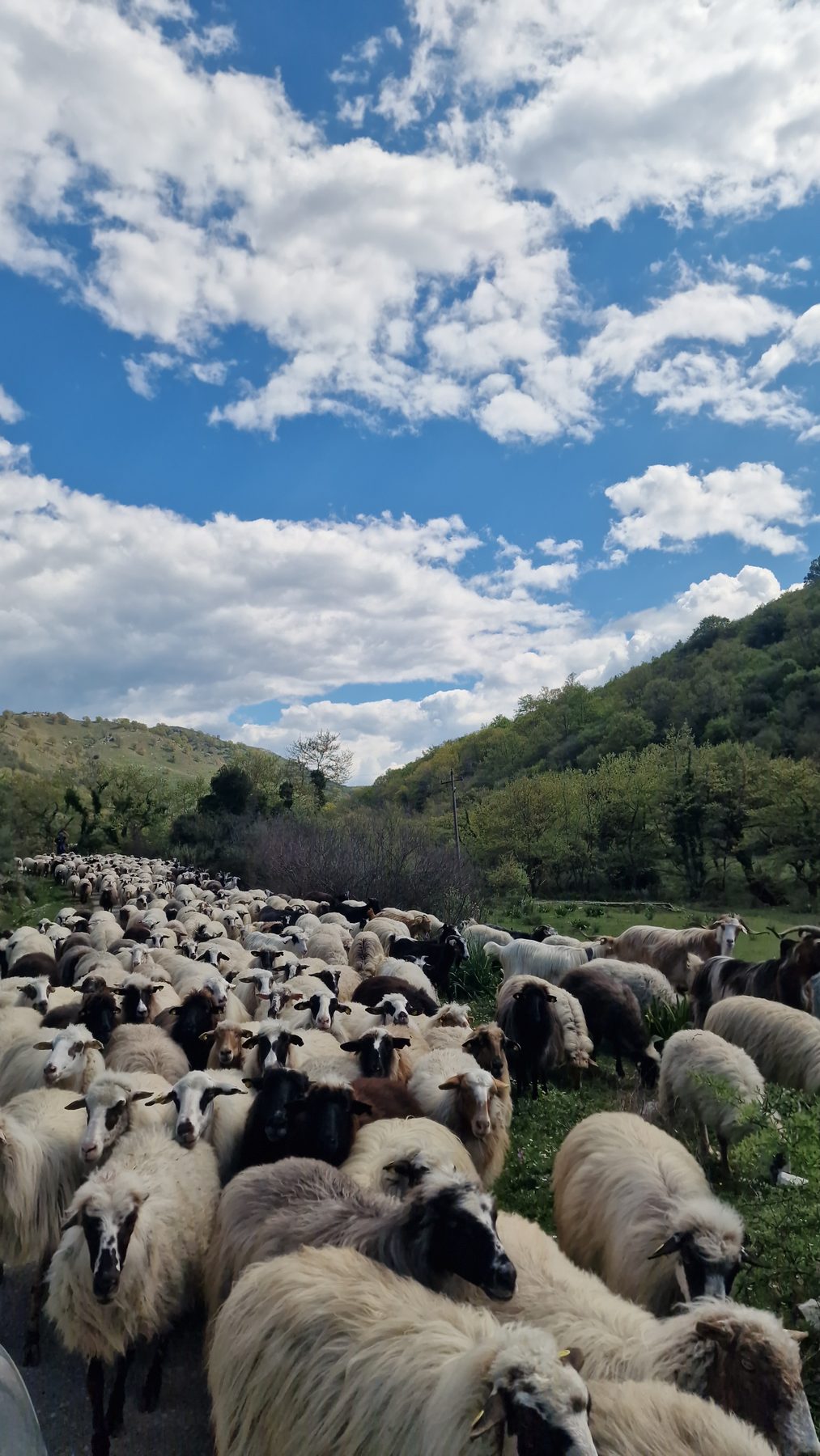 A flock resting in the valley