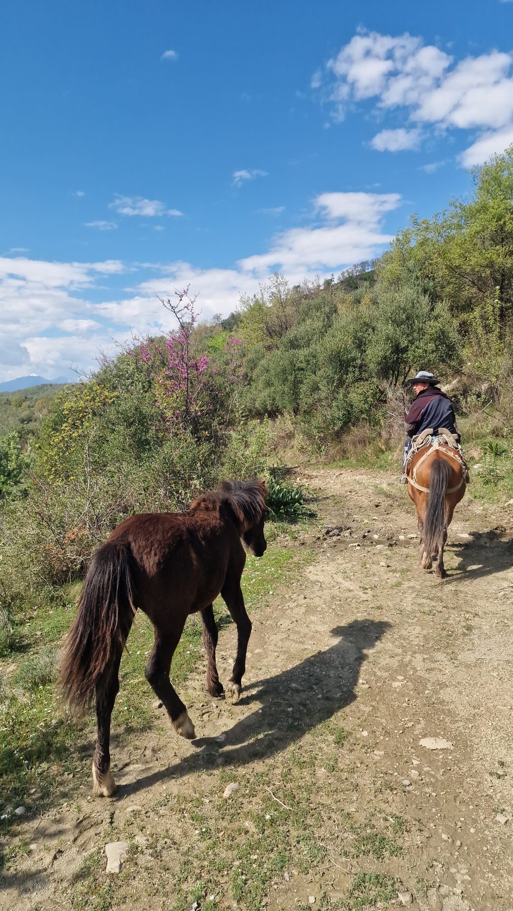 A horse on the mountain path