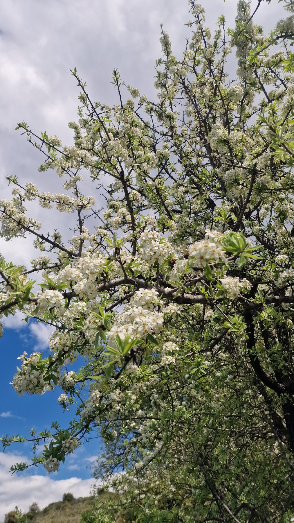 Riding through the blossoming hills