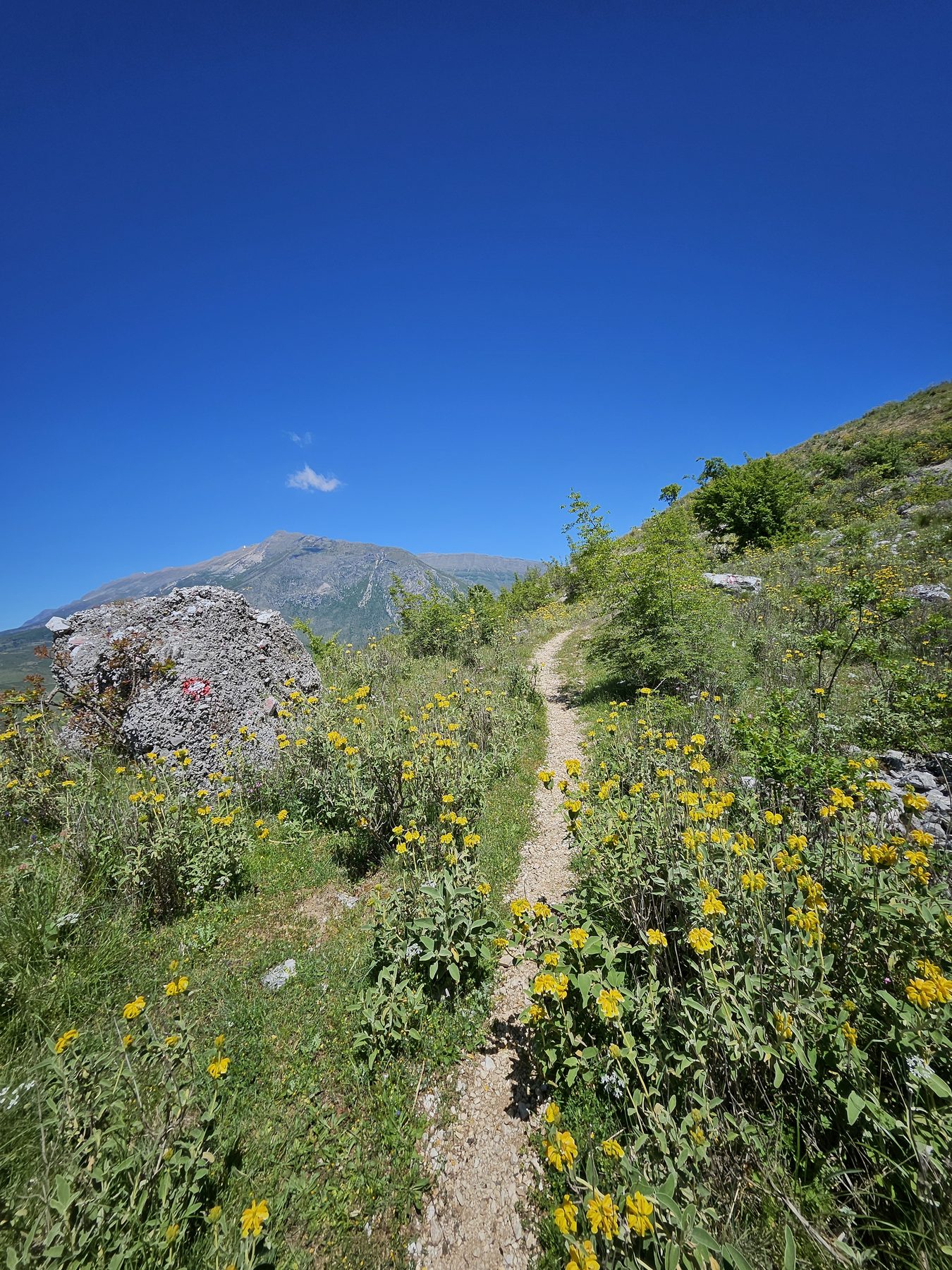 Wildflowers along the trail