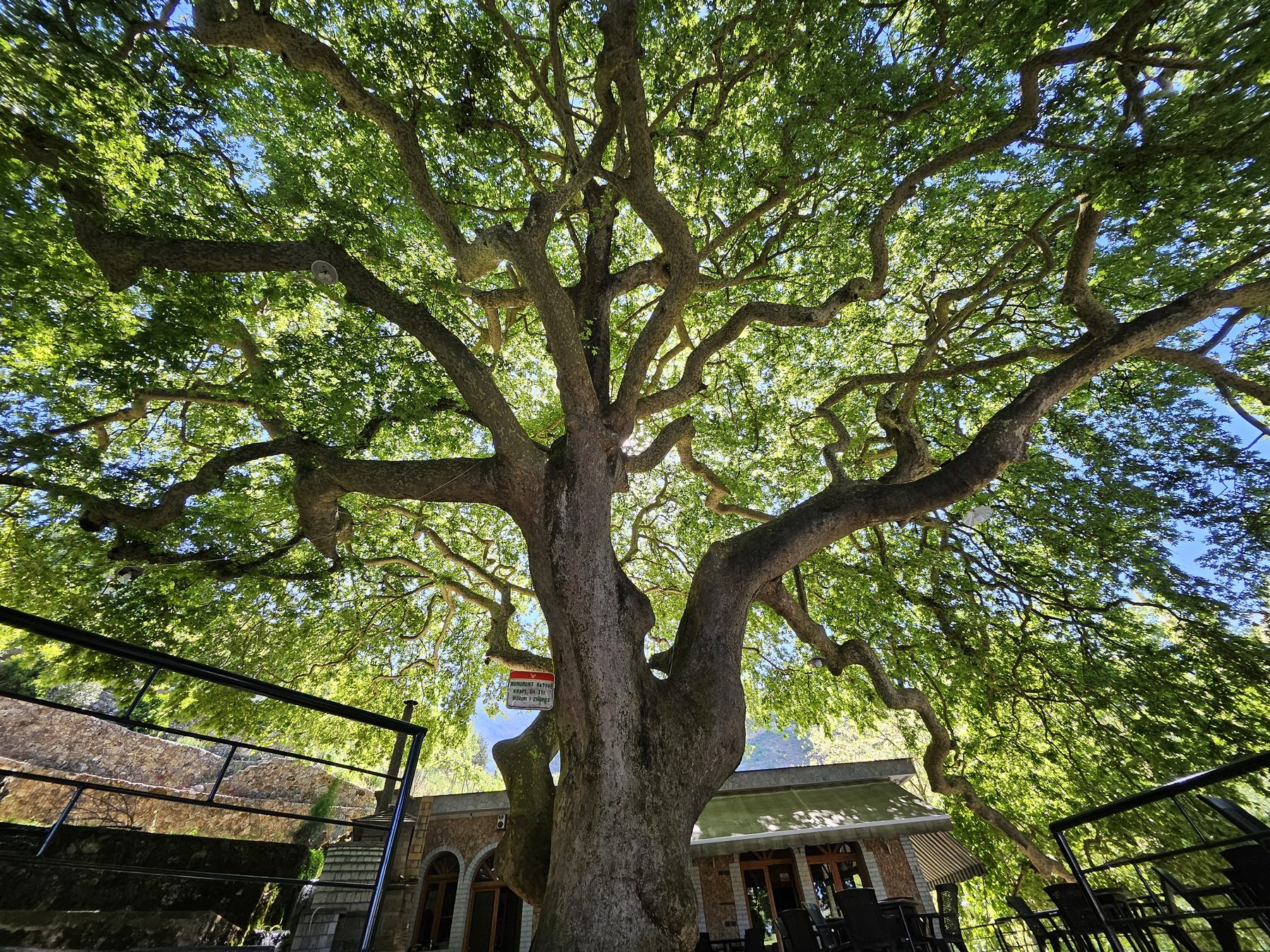 The ancient plane tree of Labovë