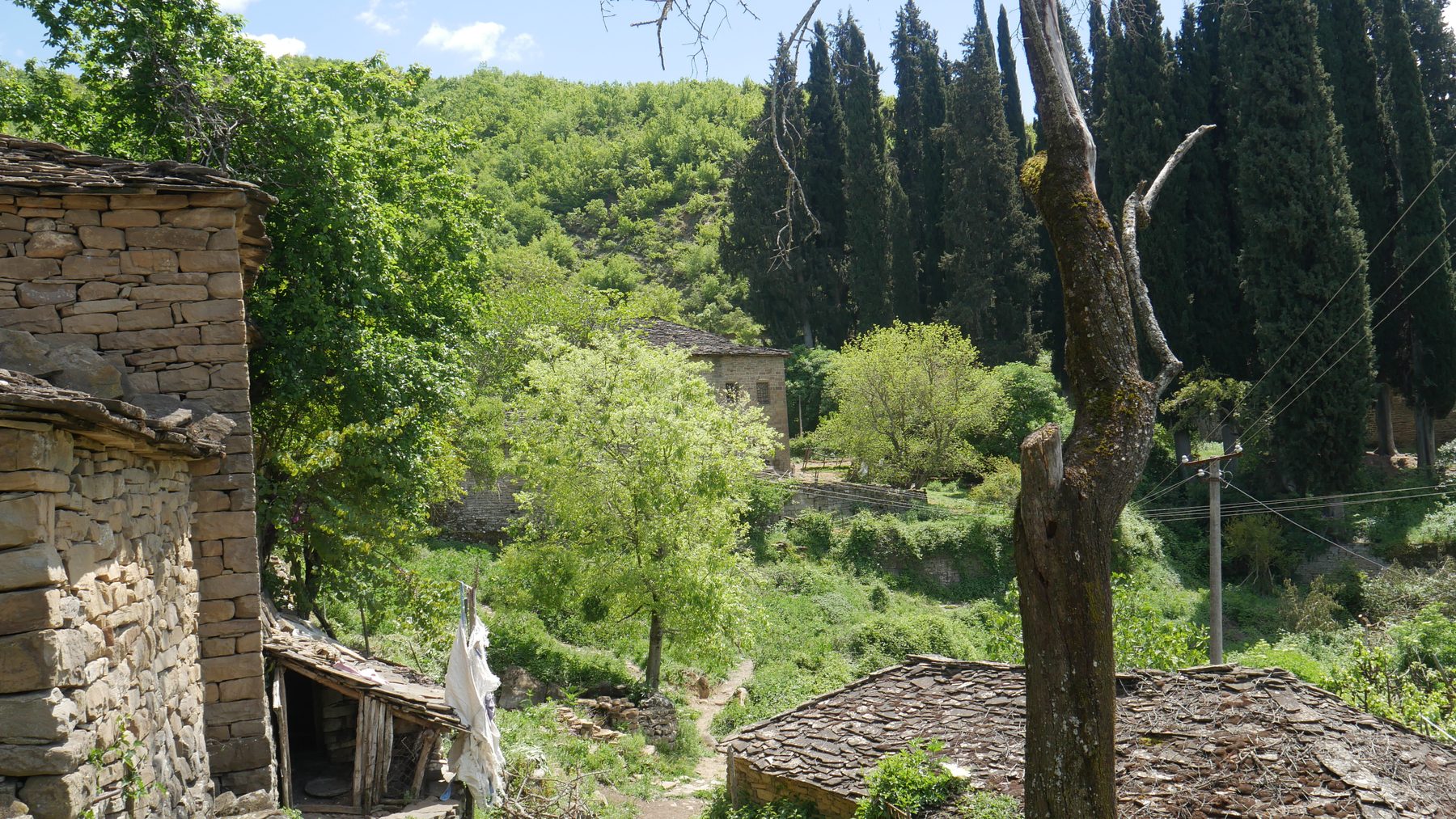 Cypresses above the village