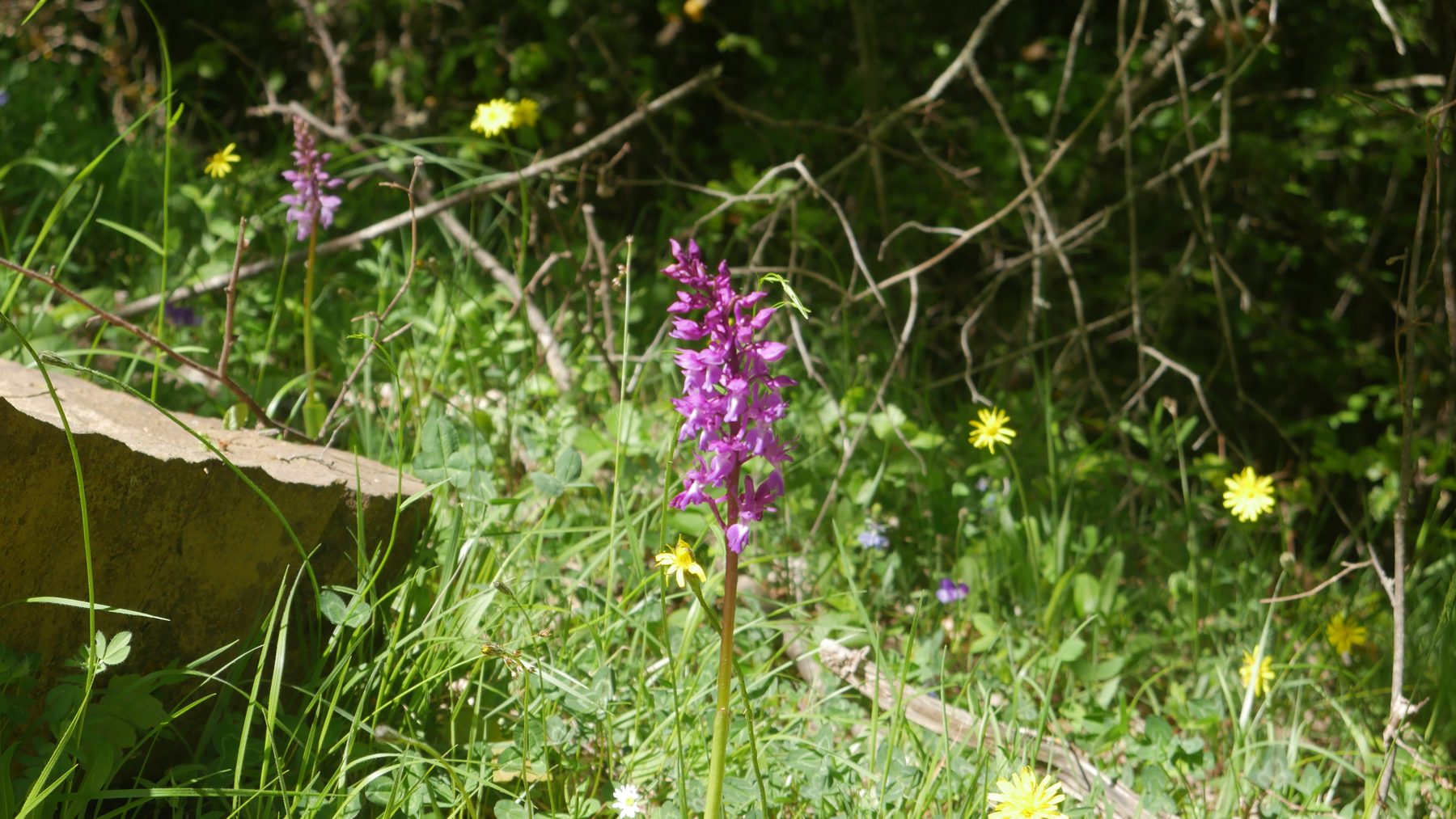 A wild orchid in the alpine grass