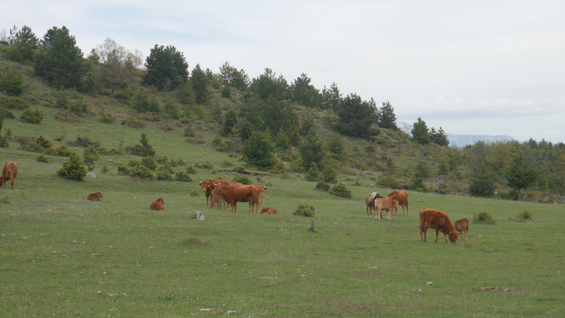Cattle grazing a mountain meadow