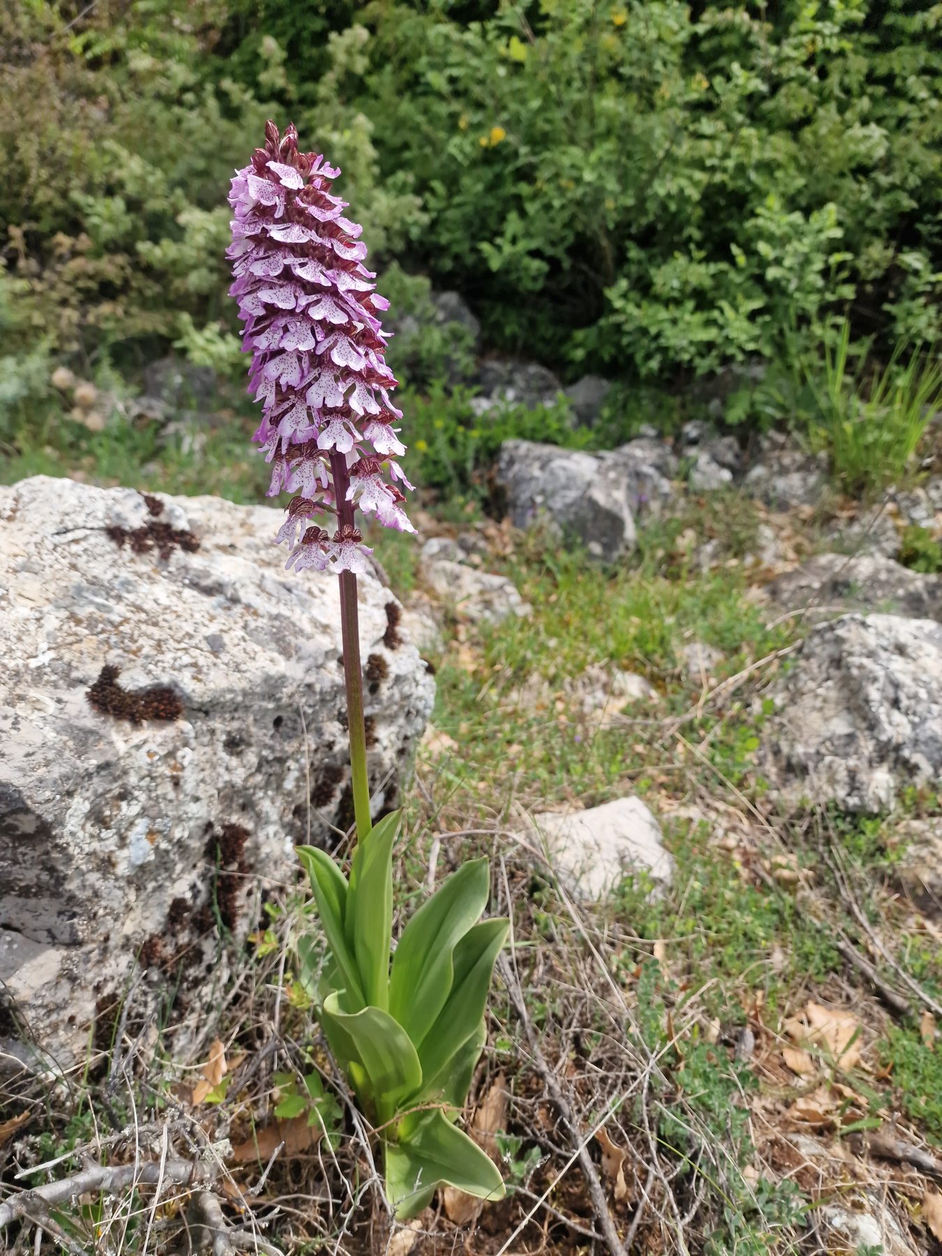 A wild orchid near the trail