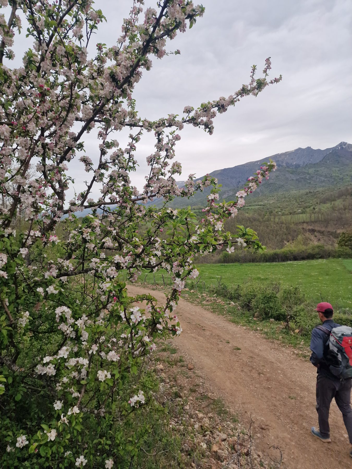 Blossom beside the mountain path
