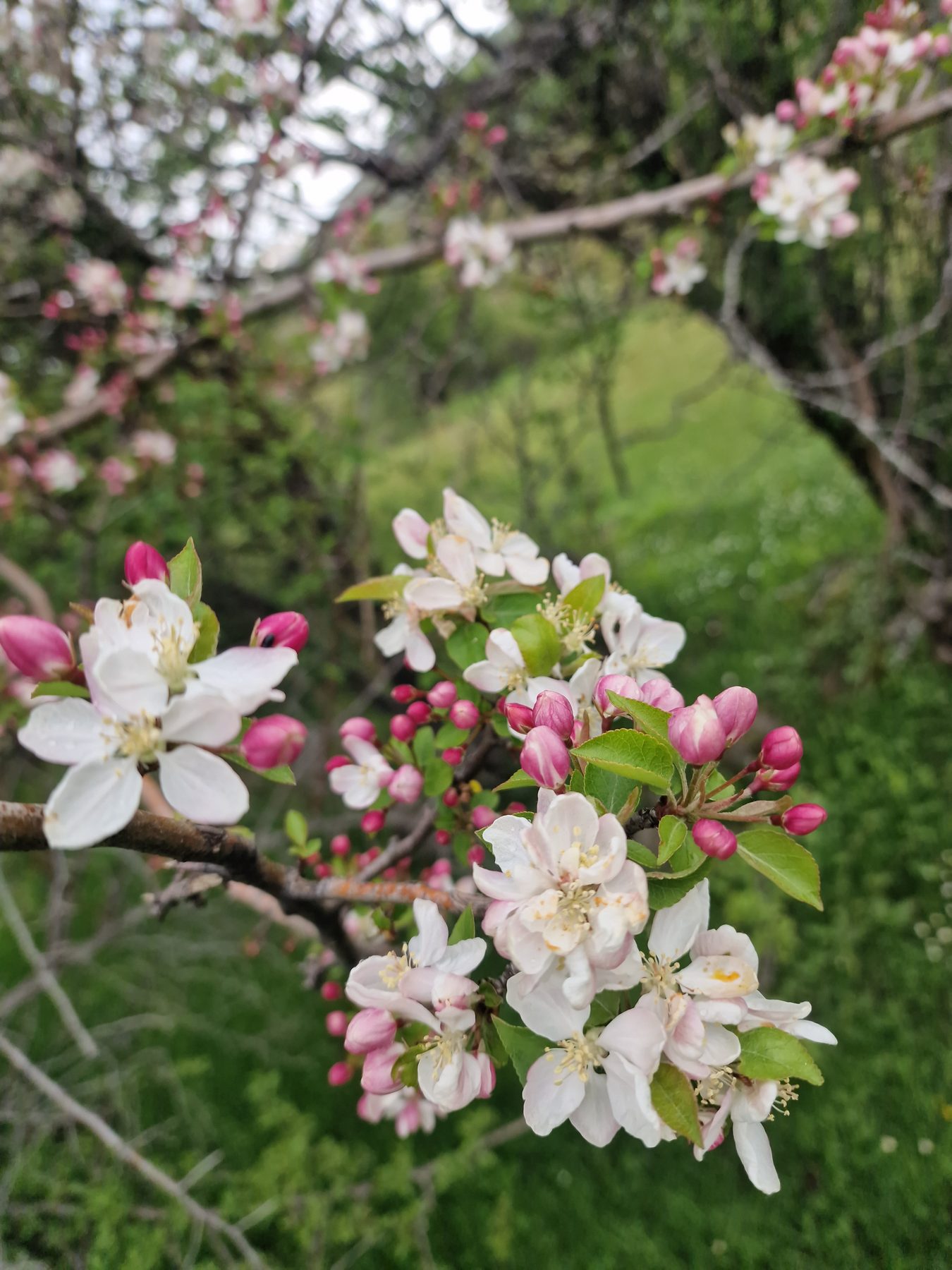 Apple blossom in spring