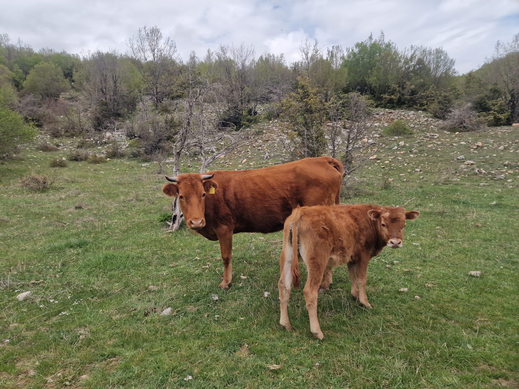 Cattle on the trail