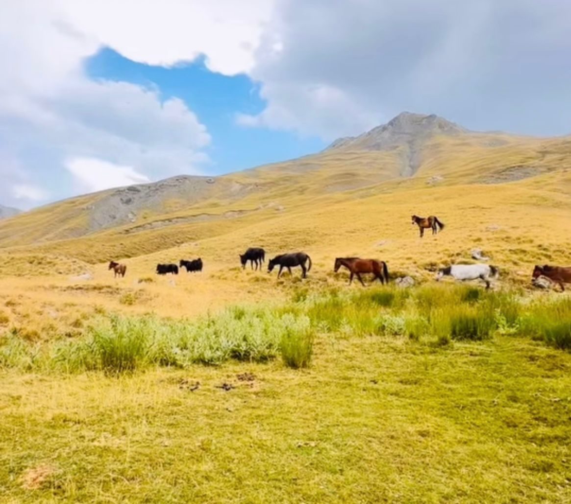 Horses grazing the summit plateau