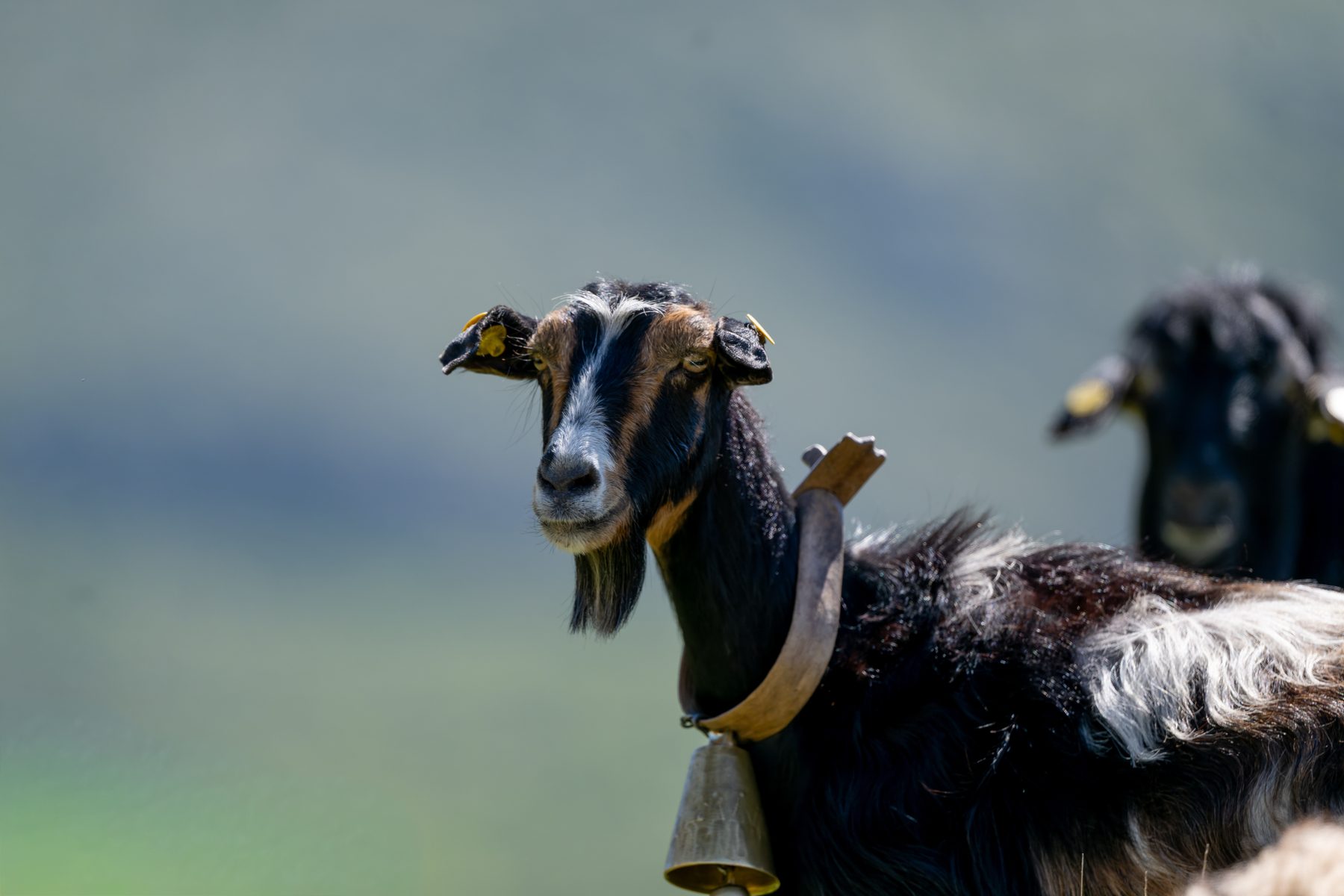 Goats among the rocks