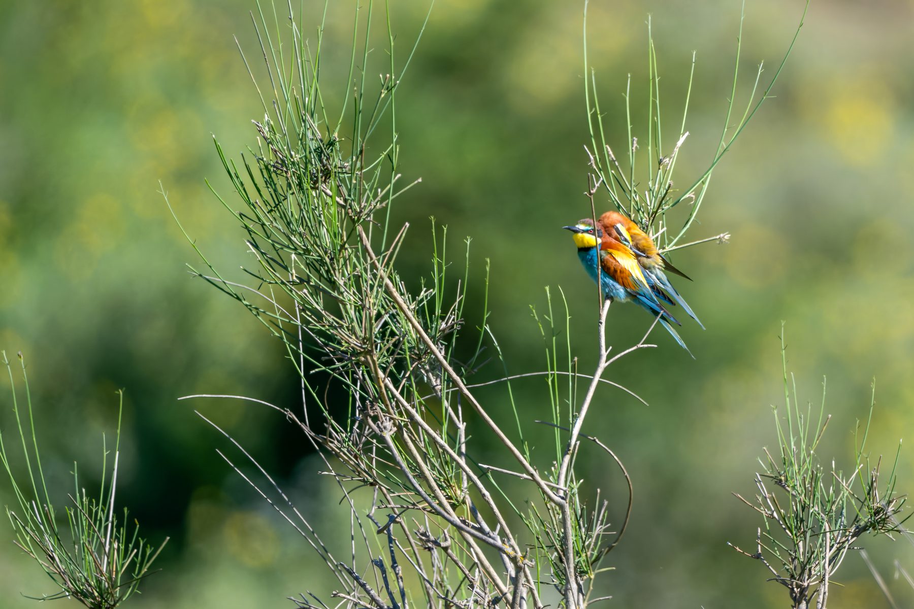 A bee-eater perched in the scrub