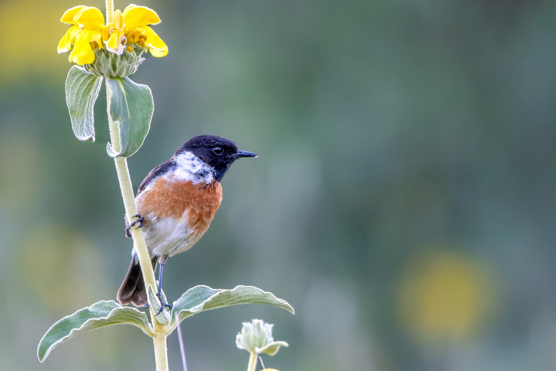 A stonechat on a branch
