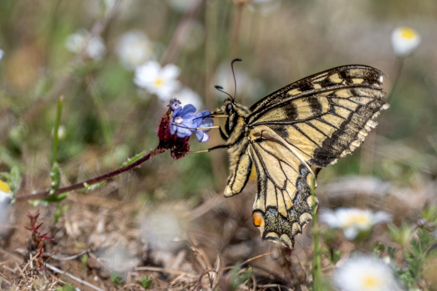 Swallowtail