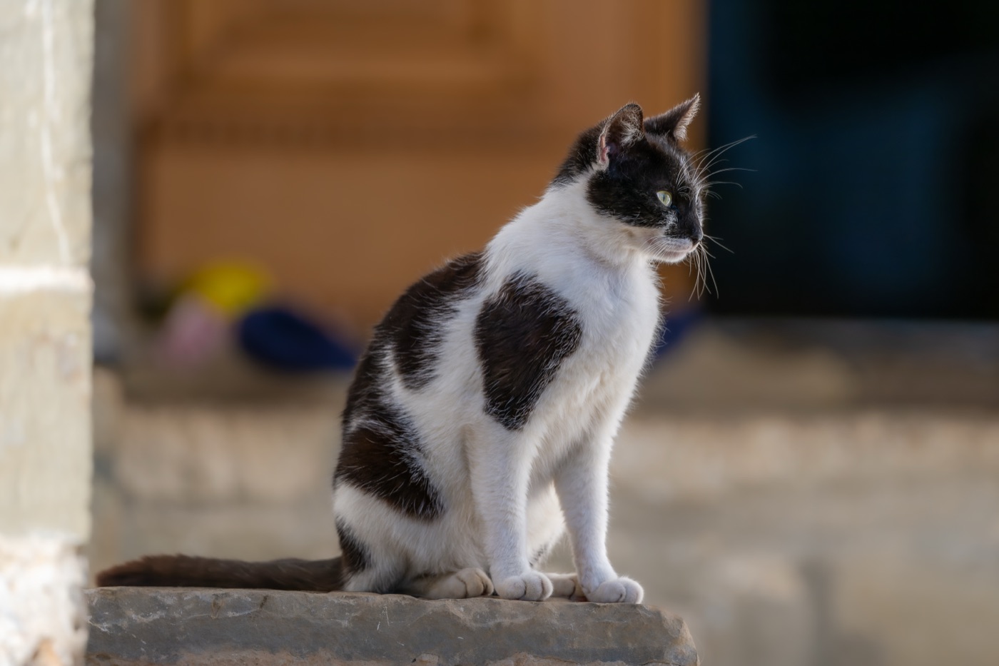 Village Companions