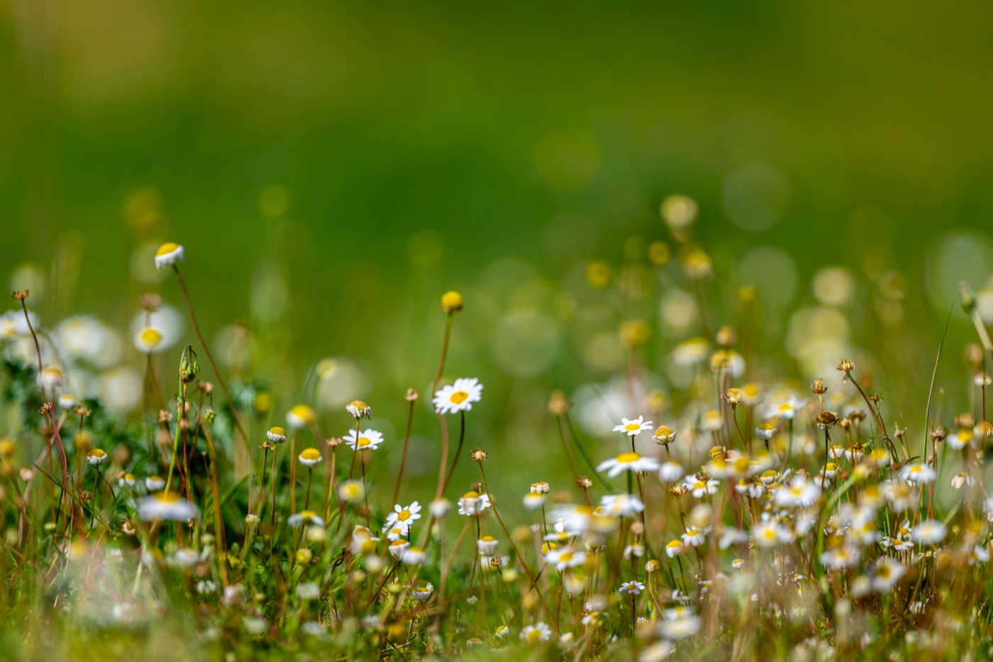 Meadow Daisies