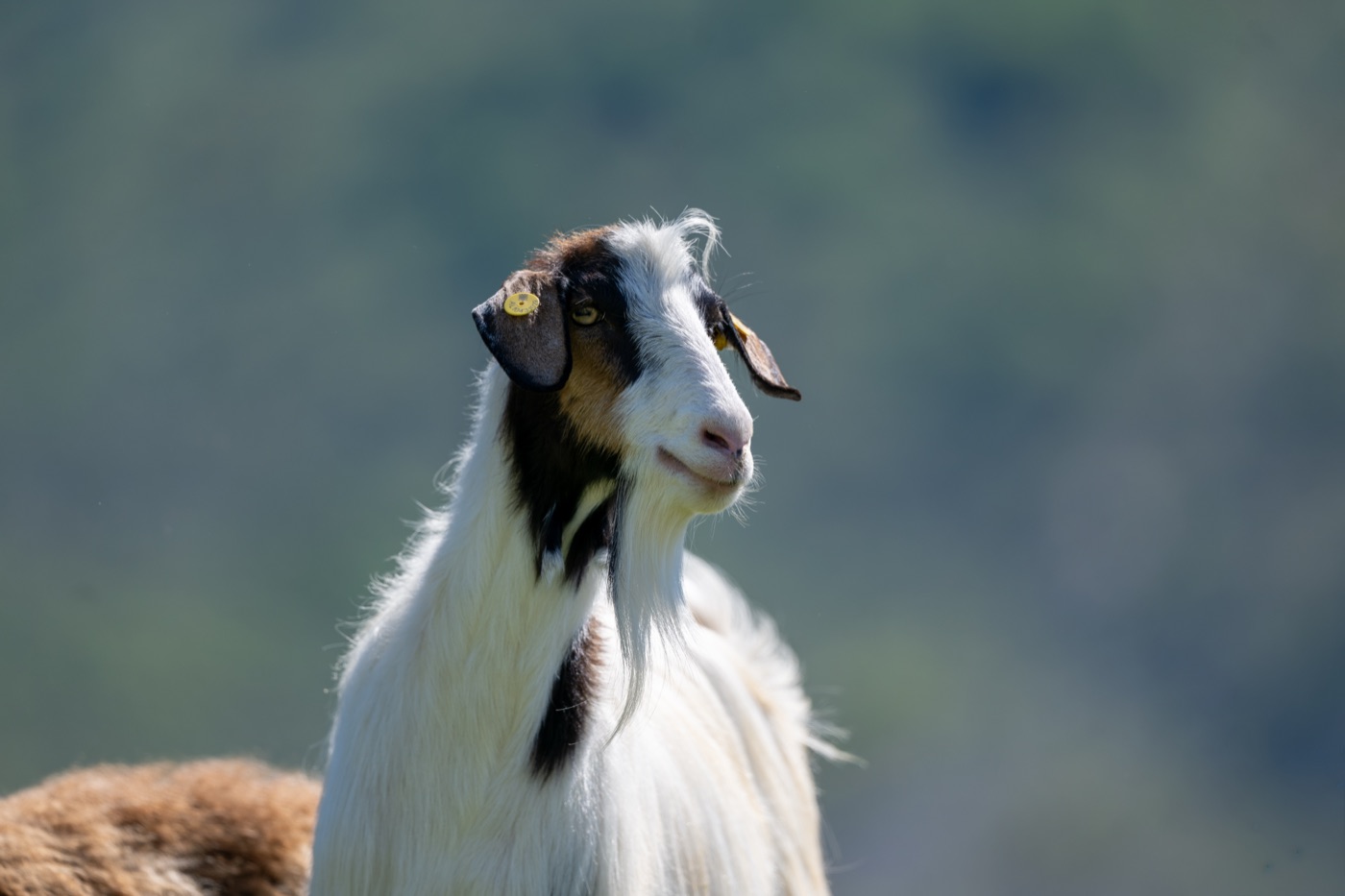 A goat in the highland pastures